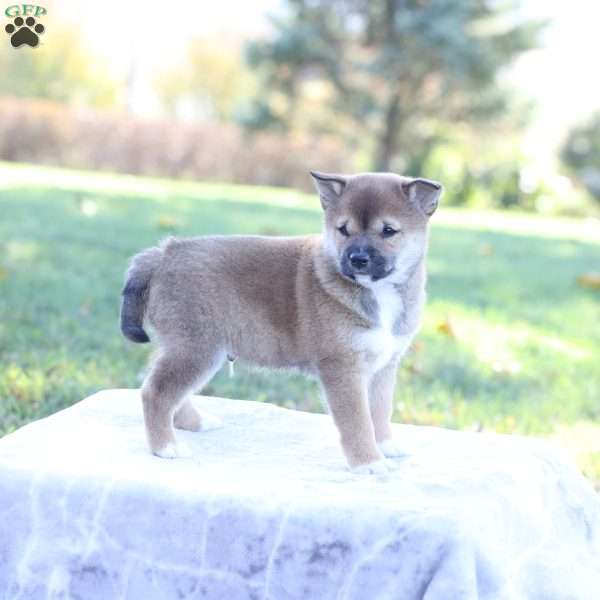 Drew, Shiba Inu Puppy